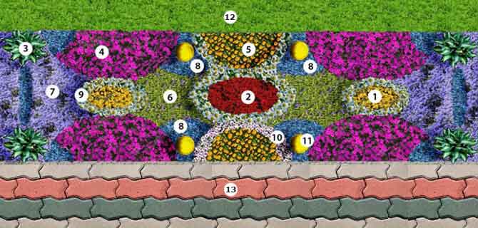 Схема цветника рабатки.