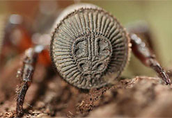 Паук с печатью