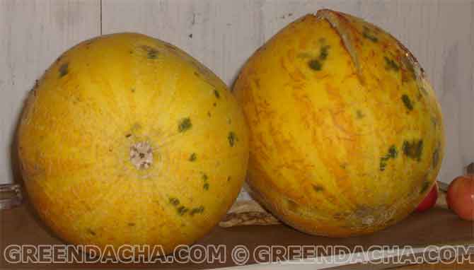 Дыни со своего участка.