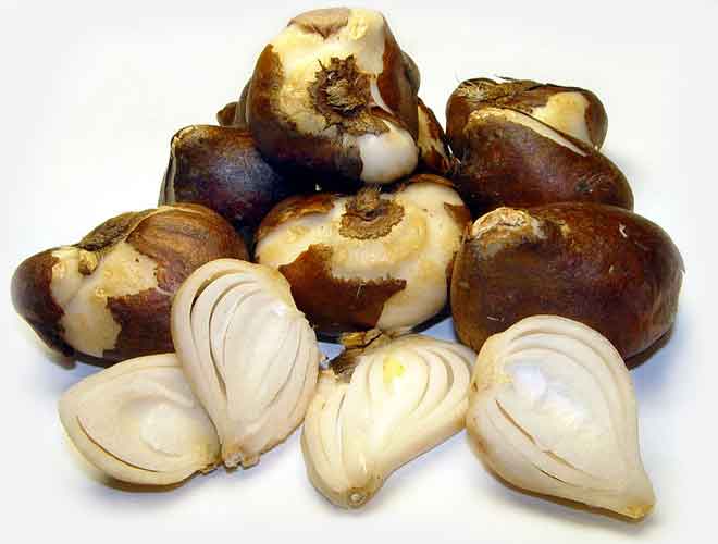 Луковицы тюльпанов.