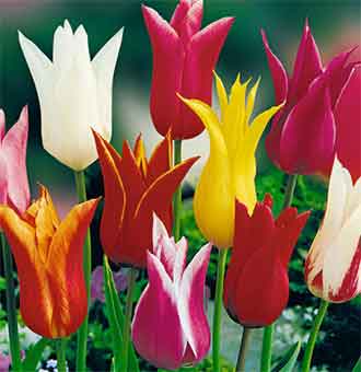 Лилиецветные тюльпаны.