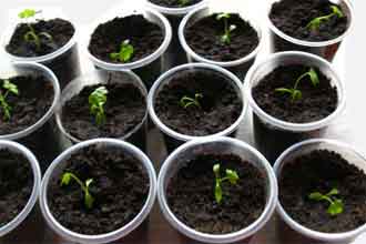 Пикирование рассады сельдерея.