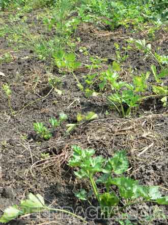 Сельдерей в открытом грунте.