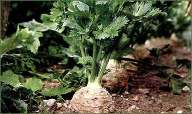 Выращивание корневого сельдерея.