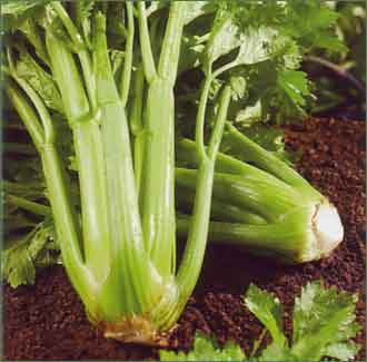 Выращивание черешкового сельдерея.