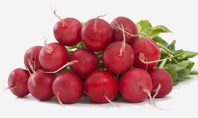 Выращивание редиса и его сорта. Выращивание редиса и его сорта.